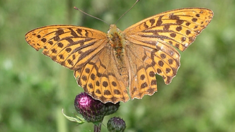Fritillary butterfly