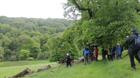 Walkers at Nation Trust Arlington estate