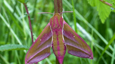 Elephant Hawk-moth