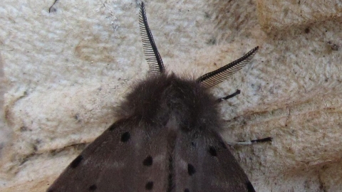 East Worlington Moths