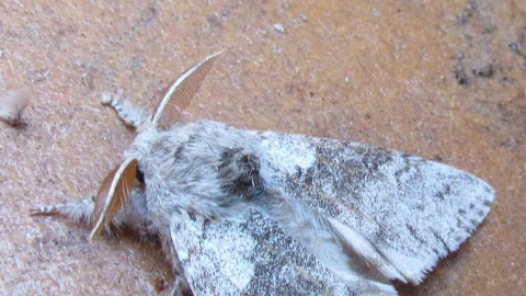 Braunton Moths