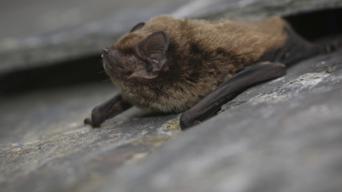 Bat