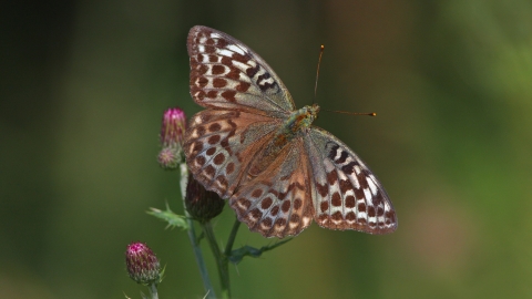 Silver washed fritillary