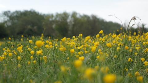 riverside buttercups