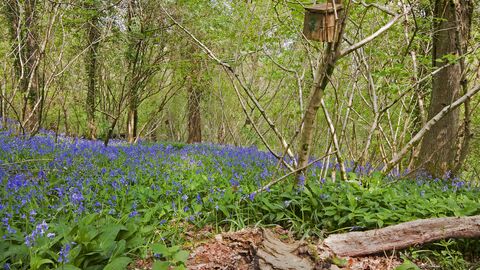 Bluebells at Lady Wood