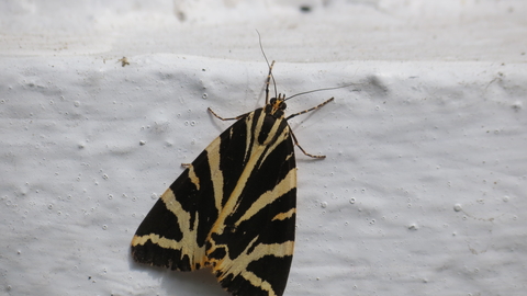 Early Jersey Tiger Moths in Cornish garden
