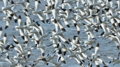 Stuart Line Bird Watching Cruise banner