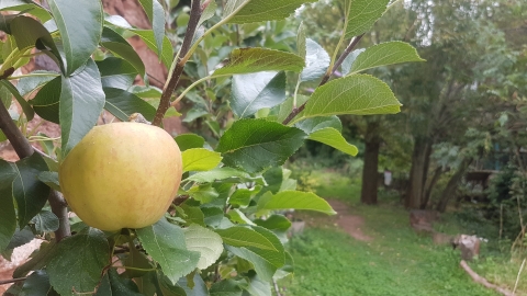 orchard