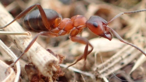 Narrow-headed ant