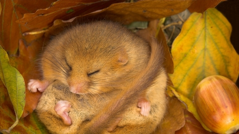 dormouse