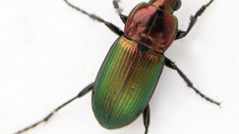 Kugelann's Ground Beetle on white background