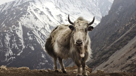 Tibetan yak on mountainside