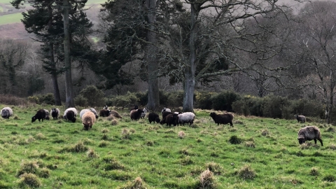 Sheep grazing at Butlers Farm, Chittlehamholt