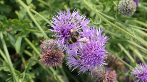 Bee on knappweed