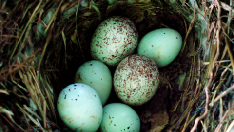 Seaton Jurassic Whose Egg? Garden Trail eggs in nest