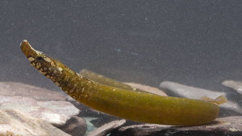 worm pipefish