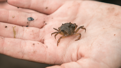 Crab on a child's hand