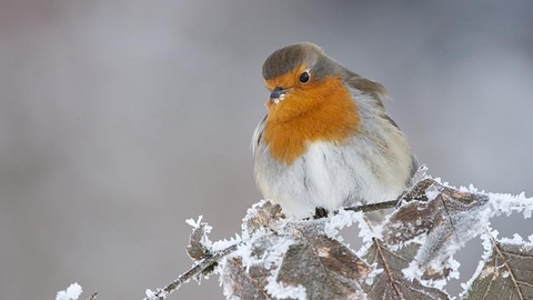 snowy robin