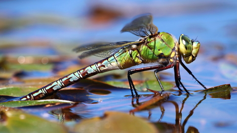Dragonfly lays its eggs in water