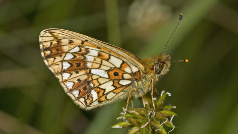 Small Pearl-bordered Fritillary Butterfly