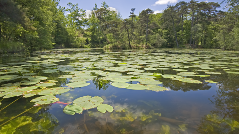 Bystock Pools