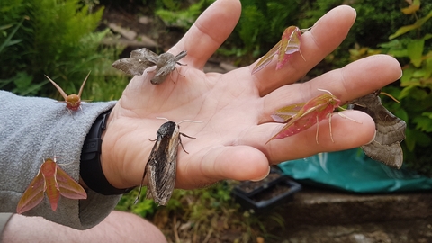 Moths