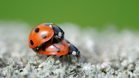 7 spot ladybird