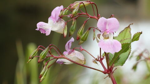 Himalayan Balsam