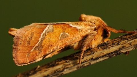 Orange swift moth