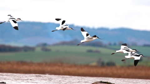 Avocets