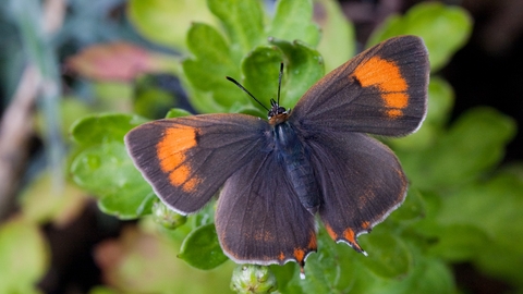 Brown Hairstreak butterfly on green plant