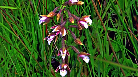 Marsh helleborine flower