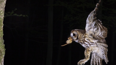 Tawny owl