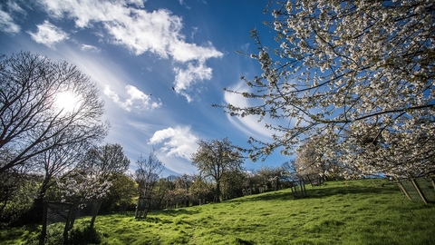 Ludwell Valley Park orchard