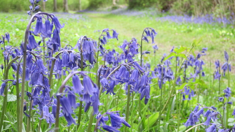 Bluebell woodland
