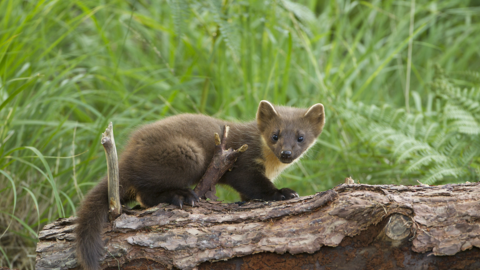 Pine marten on log