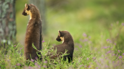 Two pine martens faced away from camera