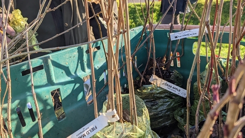 Tree saplings