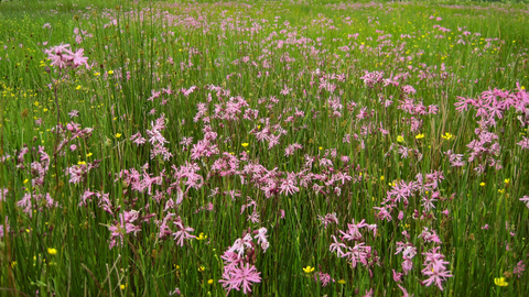 Culm grassland wildflowers Ugworthy Barton