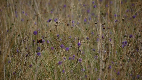 Wildflowers at Dunsdon nature reserve