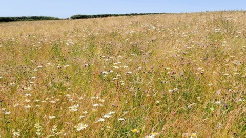 Blackcloud Hill photo of a grassland habitat