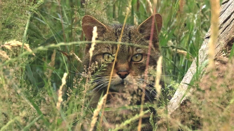 Close up of wildcat face, with olive-green eyes and wide face, hiding in long grass