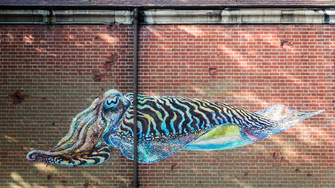 Photo of a brick wall with a mural of a colourful cuttlefish across it 