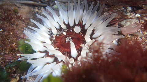 Shoresearch Wembury Dahlia anemone