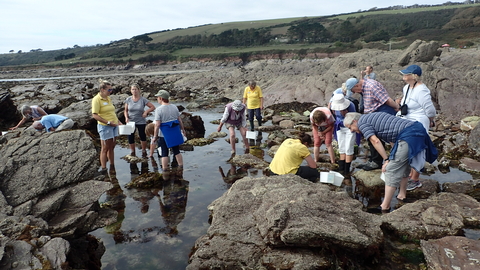 Adults Rockpooling Session at Wembury 