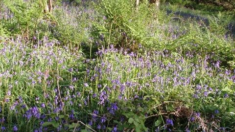 Photo of bluebells in a woodland