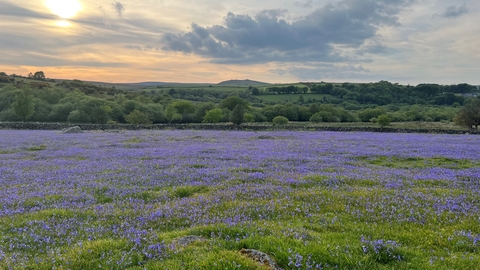 a field of bluebells with Dartmoor rolling in the background and the sun starting to set, turning the sky a pinkish colour