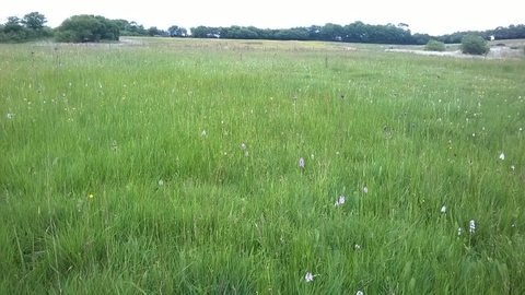 A green farm field with tree line edge in the distance