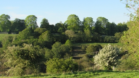 lush, green valley side covered in blooming trees