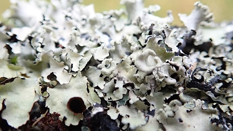 grey flaky lichen